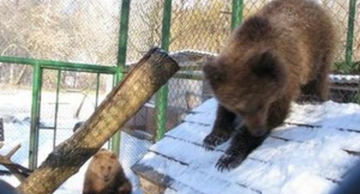 В Киевский зоопарк привезли медвежат Настю и Потапа