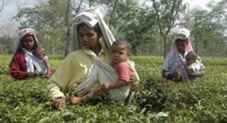 Цены на чай могут вырасти из-за падения производства в Индии - эксперт