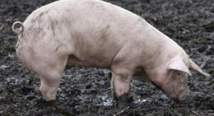МВД: В Харьковской области свинья до смерти напугала хозяина