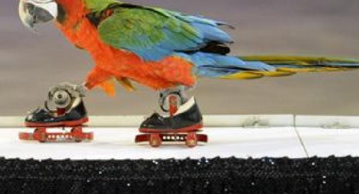 Итальянский дрессировщик научил попугая кататься на роликах