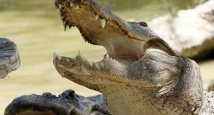 Жительница Бразилии обнаружила у себя дома полутораметрового аллигатора