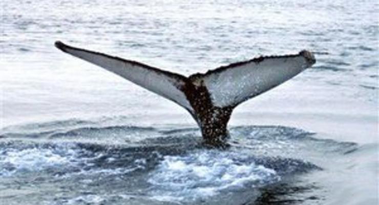 На берег Англии вынесло мертвого кита