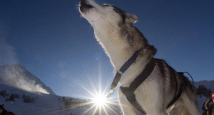 На Чукотке появится памятник собачьей ездовой упряжке