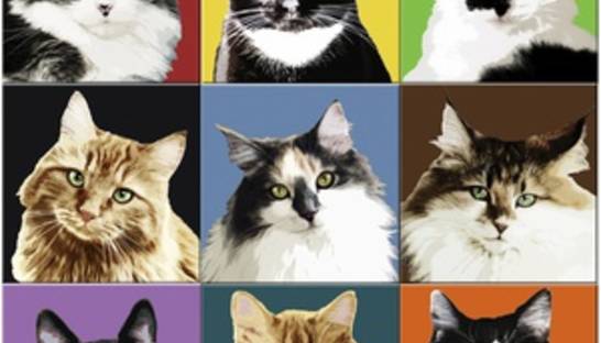 В Киеве покажут самую редкую кошку в мире