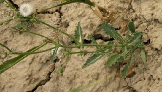 Ъ: Британские ученые рассказали, какие погодные условия ждут Украину в XXI веке