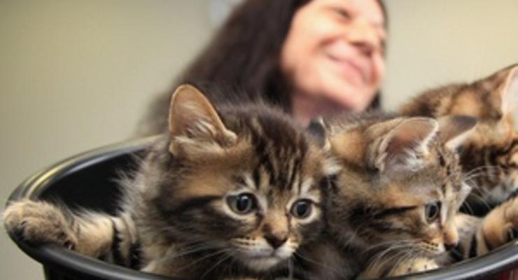 Британские ученые создали средство против аллергии на кошек