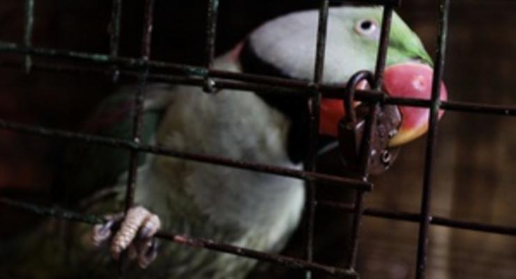 Украинец пытался незаконно провезти из Венгрии 35 декоративных птиц