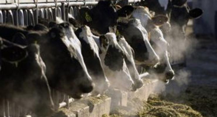 Кабмин утвердил новый порядок дотирования производителей молока и мяса