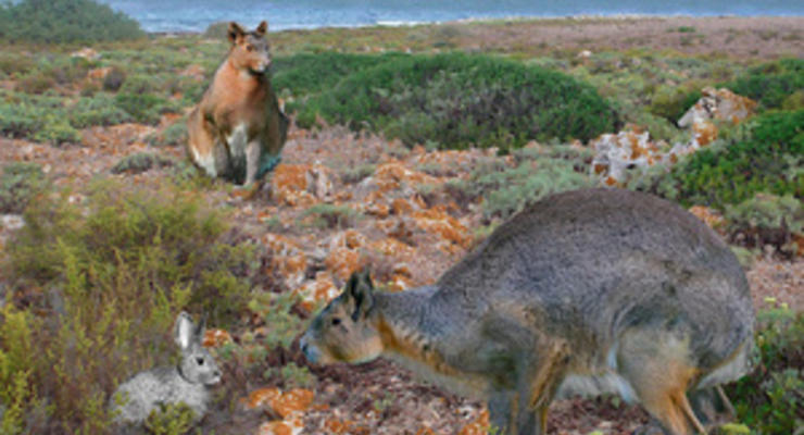 В Испании обнаружили останки гигантского кролика