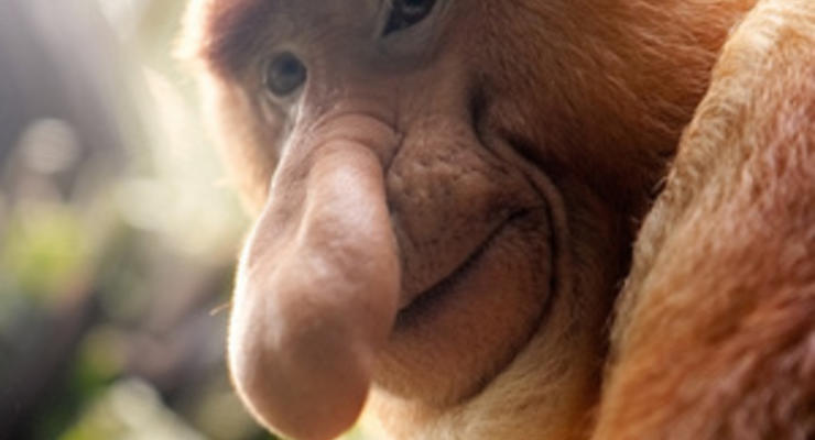 Януковичу в Брунее подарили длинноносую обезьяну