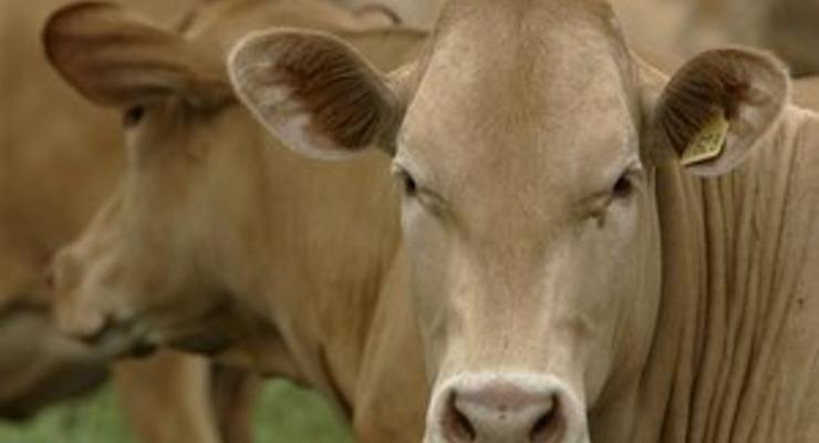 В Китае закрываются около 50% молочных ферм