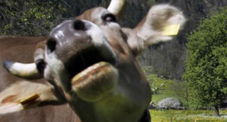 Немецкая школьница научила корову прыгать через преграды