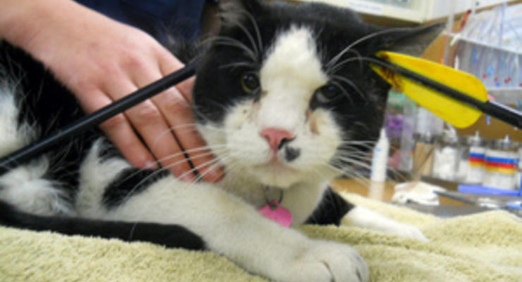 Американские ветеринары спасли кота со стрелой в голове