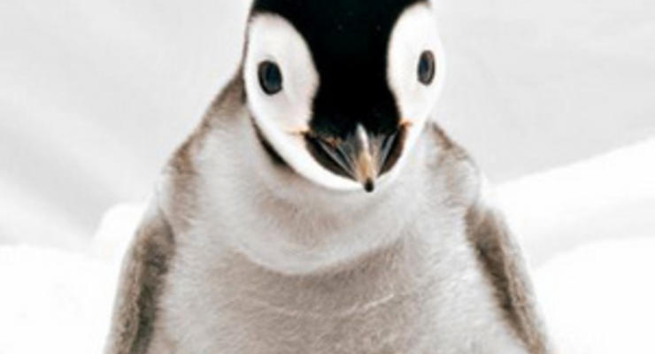 Эксперты: Численность пингвинов в Антарктиде уменьшается из-за нехватки еды