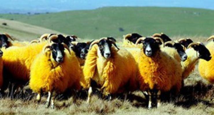 Британский фермер покрасил своих овец в оранжевый цвет