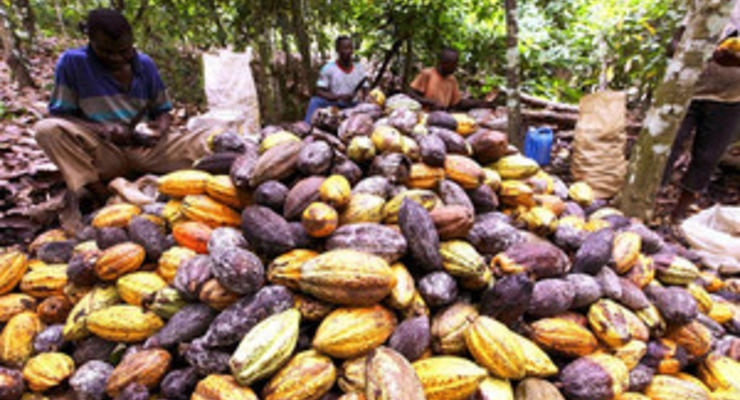 Кот-д'Ивуар планирует после снятия санкций ЕС начать экспорт какао