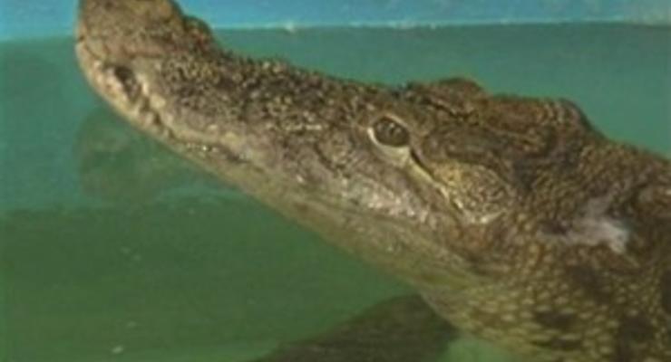 В Днепропетровске крокодил переварил проглоченный четыре месяца назад телефон
