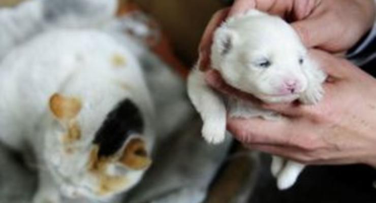СМИ: В Китае кошка родила щенка