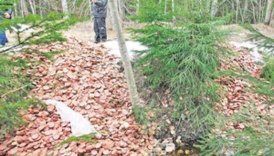 В одном из эстонских лесов обнаружили тонну нарезанной колбасы