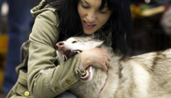 Рада отказалась ввести штрафы и уголовную ответственность за собачьи укусы