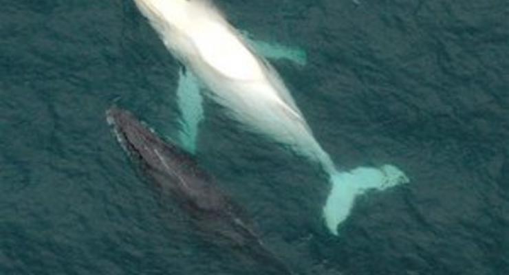 Ученые обнаружили у китов необъяснимые навигационные механизмы