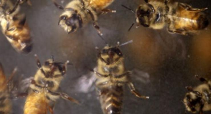 В Техасе пчелы насмерть закусали пожилую пару