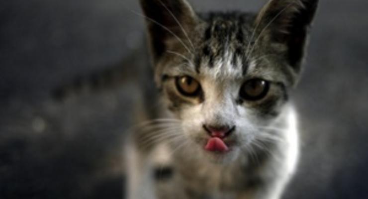 В России кошка перепрятала золотые украшения хозяйки стоимостью 90,5 тысяч рублей