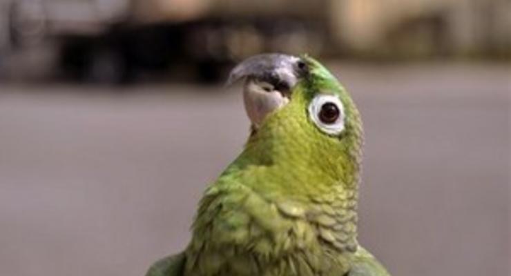 В Британии искоренят попугаев вида калита