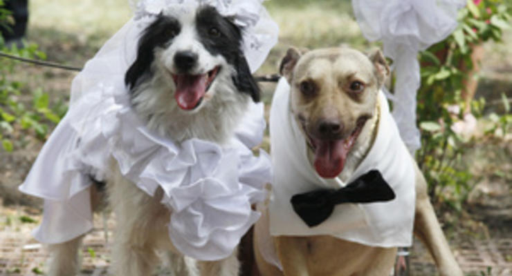 Ученые полагают, что самки собак могут быть умнее самцов