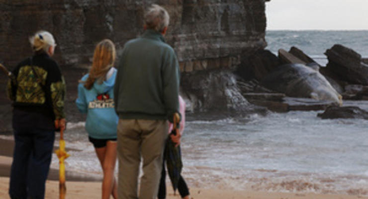 На пляж в Сиднее вынесло мертвого кашалота