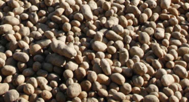 Минагропрод изучает возможность производства биотоплива из картофеля