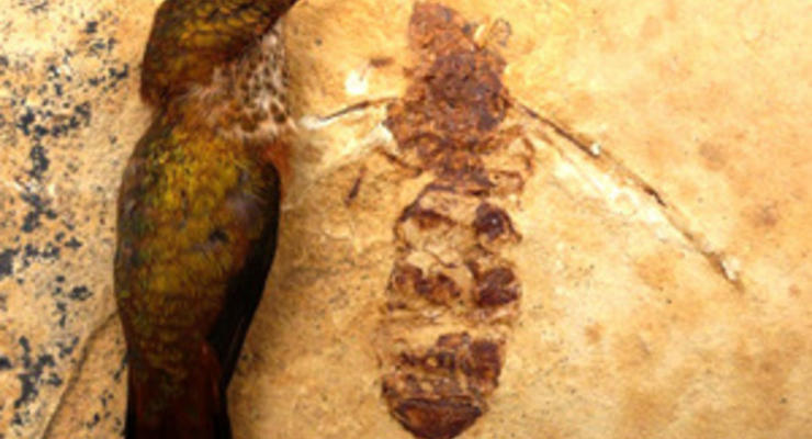 В США обнаружили останки гигантского муравья