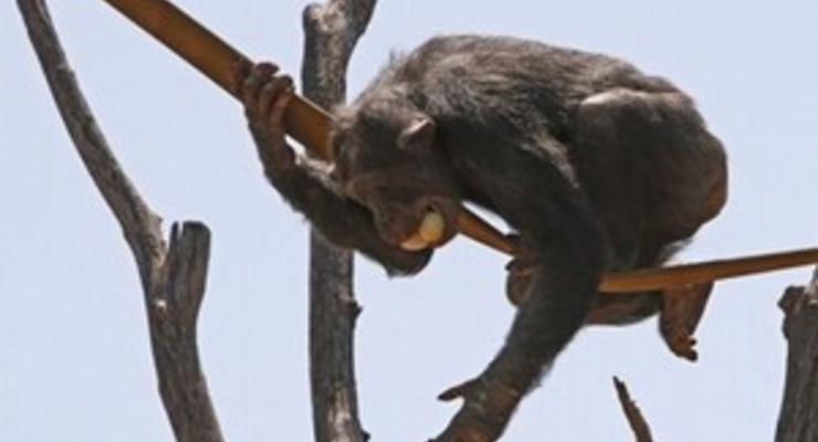 Ученые: обитающие в неволе шимпанзе плохо жестикулируют