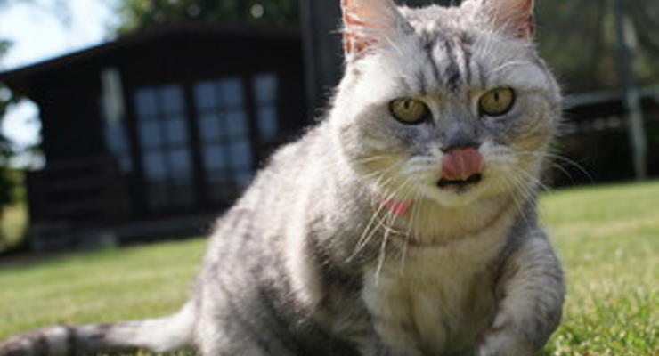 В Великобритании живет самая громкая кошка в мире