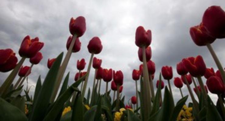 В Сумах около Мемориала Славы неизвестные выкосили тюльпаны