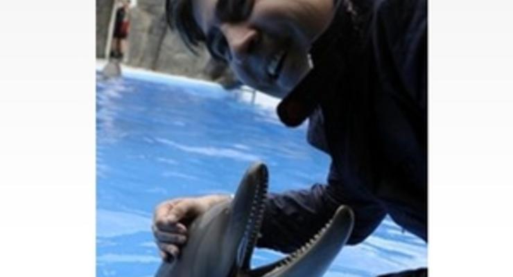 Саакашвили попытался засунуть голову в открытую пасть дельфина