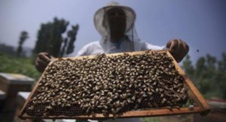 У британских ученых похитили несколько тысяч пчел