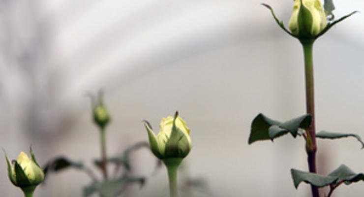 В Киеве появится клумба с французскими розами