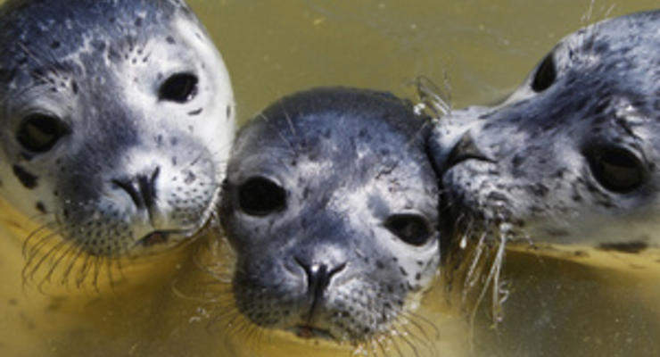 На побережье в Казахстане обнаружили 48 мертвых тюленей