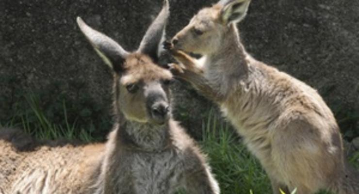 Австралия хочет продавать мясо кенгуру в Украине
