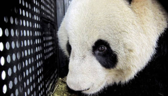 В Китае умерла самая старая панда в мире