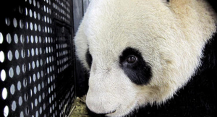 В Китае умерла самая старая панда в мире