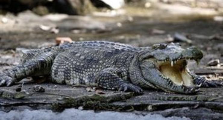 В ЮАР крокодилы помешали вовремя открыть избирательные участки