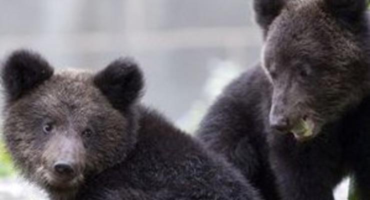 В Киевском зоопарке открыли медвежатник