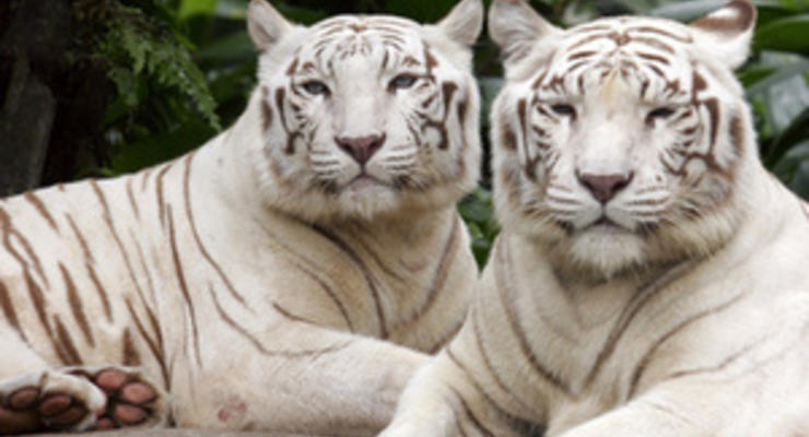 В Великобритании провели операцию по спасанию игрушечного тигра