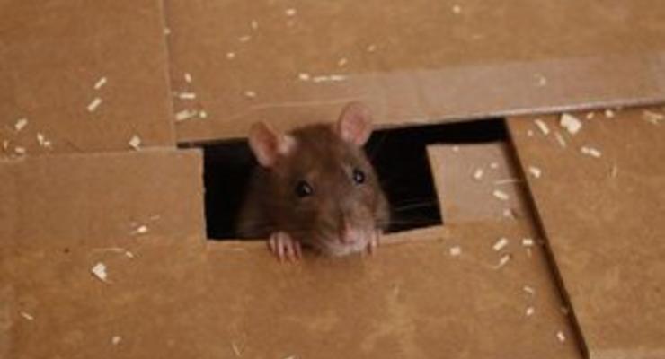 В Австралии объявили в розыск крысу, которая украла вставную челюсть