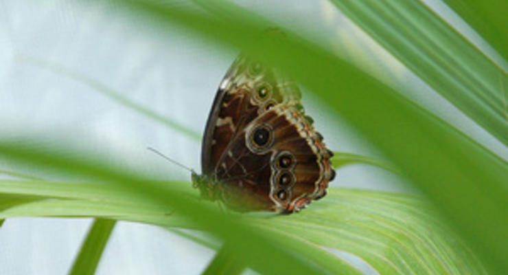 Ученые выяснили, как бабочки спасаются от сексуальных домогательств