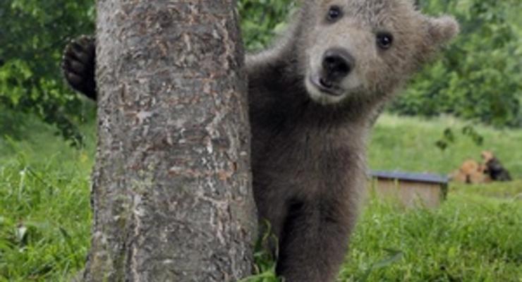 Бурый медвежонок поселился в словенской семье