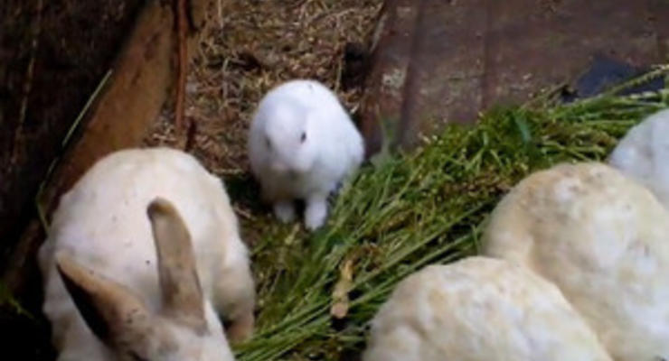 В Японии в 30-ти километрах от Фукусимы родился безухий кролик