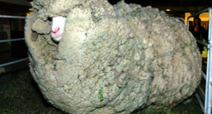 В Новой Зеландии скончался национальный любимец - баран по прозвищу Шрек